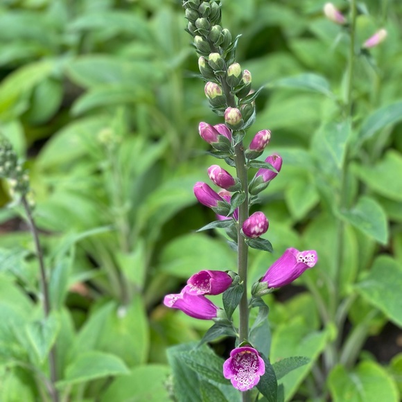 Meet your Posher, Brea!✨ - Picture 10 of 11